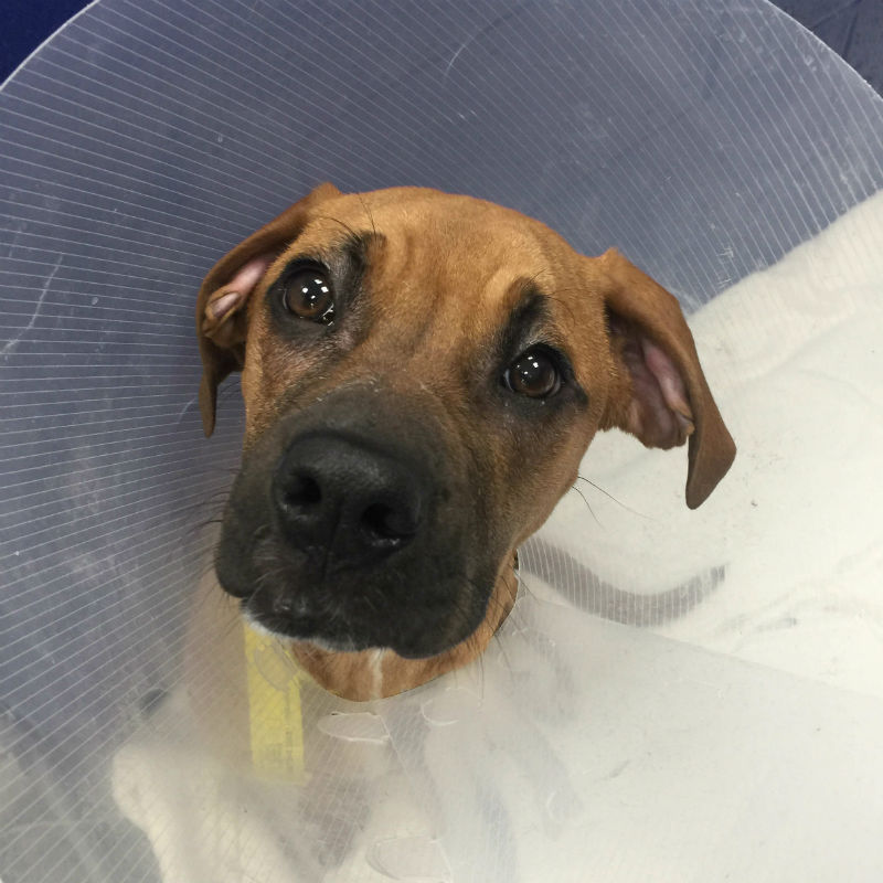 After a pacifier sent her to emergency surgery, Annie the boxer mix is on the mend