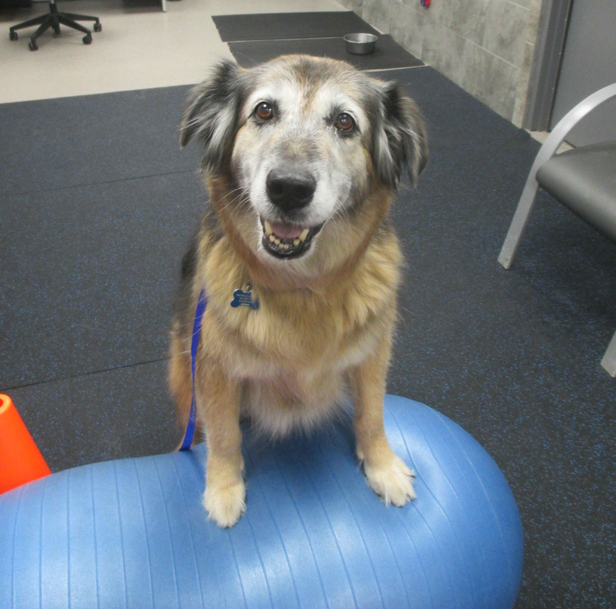 CHFA's veterinary rehabilitation gives senior dogs a new &quot;leash&quot; on life