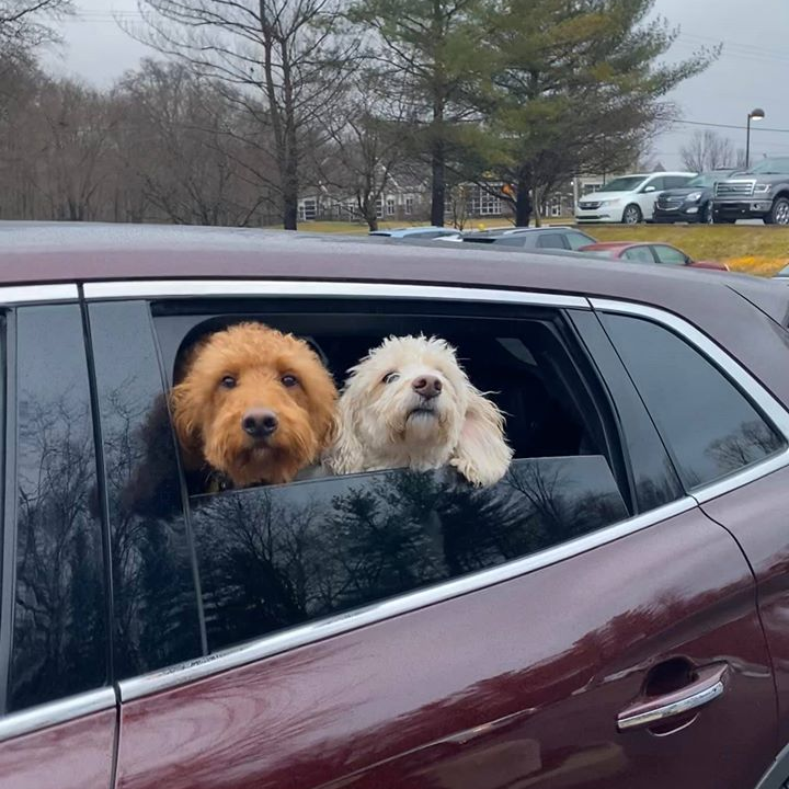 Gracie and Molly check in for curbside service before the state-mandated shutdown of grooming services.