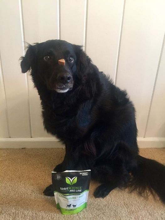 Dory poses with Composure Pro, a chewable supplement that helps with anxiety.