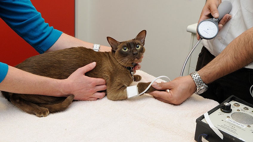Like humans, cats can also get their blood pressure checked for hypertension