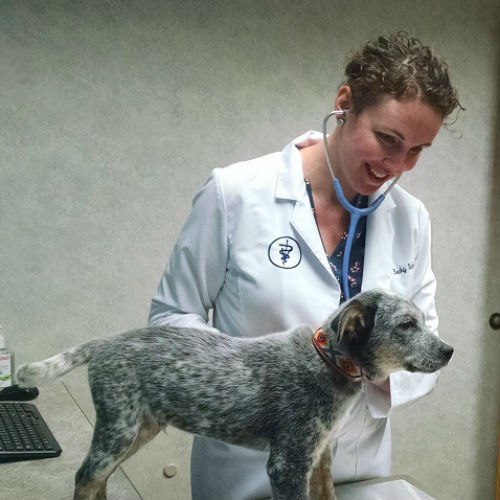 New Associate Veterinarian Becky Schaffer Shares Her Animal Stories
