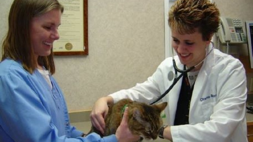 Dr. Cherie Anderson performs an annual feline wellness exam that can help identify illness early. 