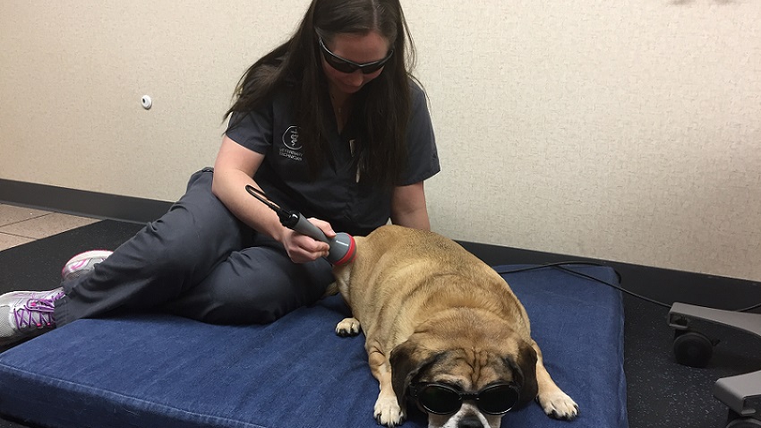 Cascade Hospital for Animals uses laser therapy for dogs and cats to speed healing without the need for medications.