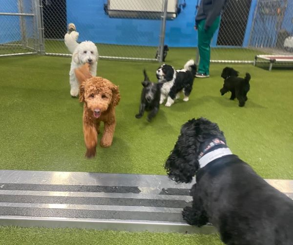 indoor play at doggie daycare
