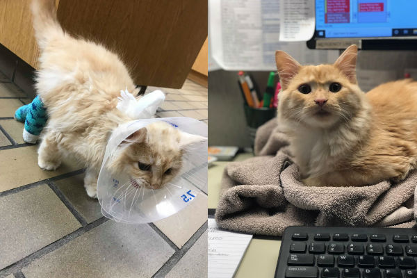 Nugget's amazing journey from the side of a road to a happy home