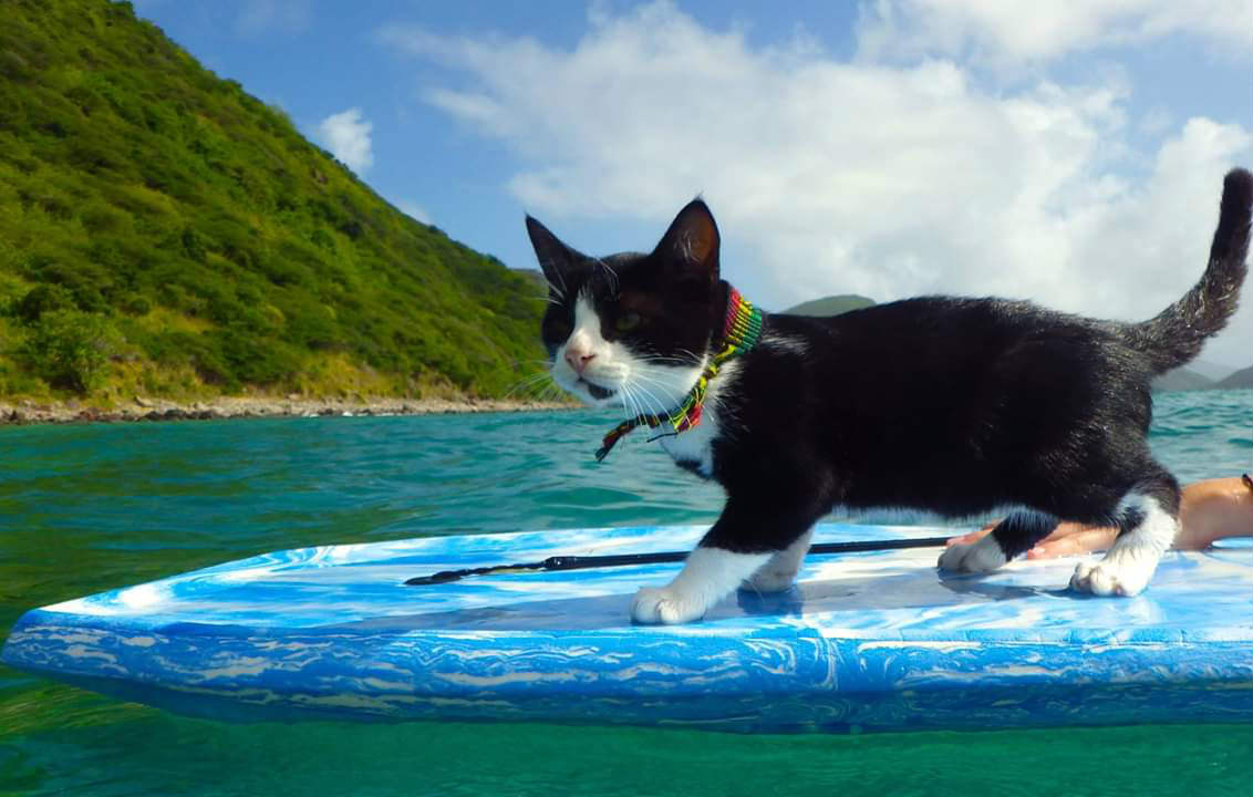Figaro loved to boogie board in St. Kitts