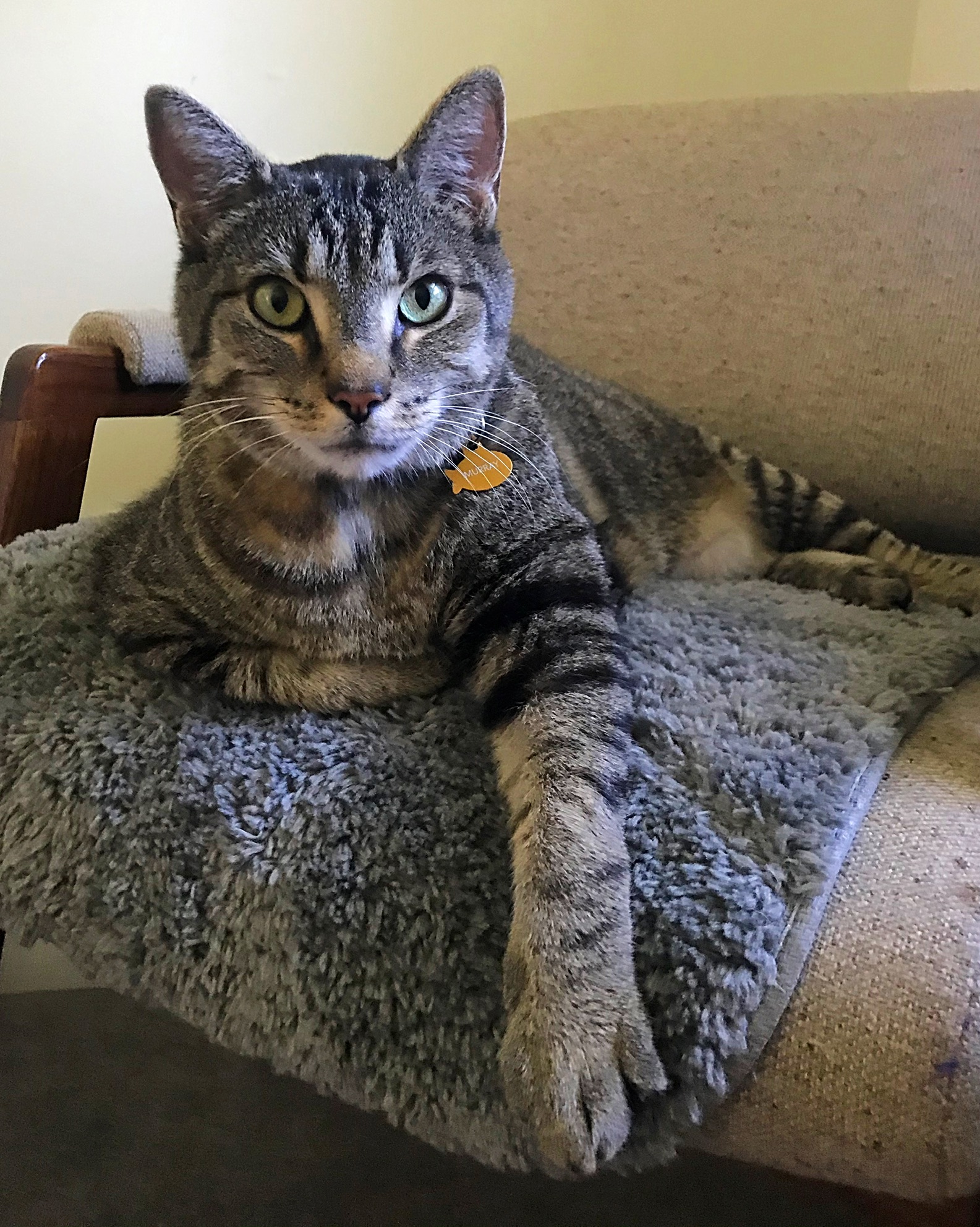 "A very special guy"—How CHFA saved a cat in a dire health situation
