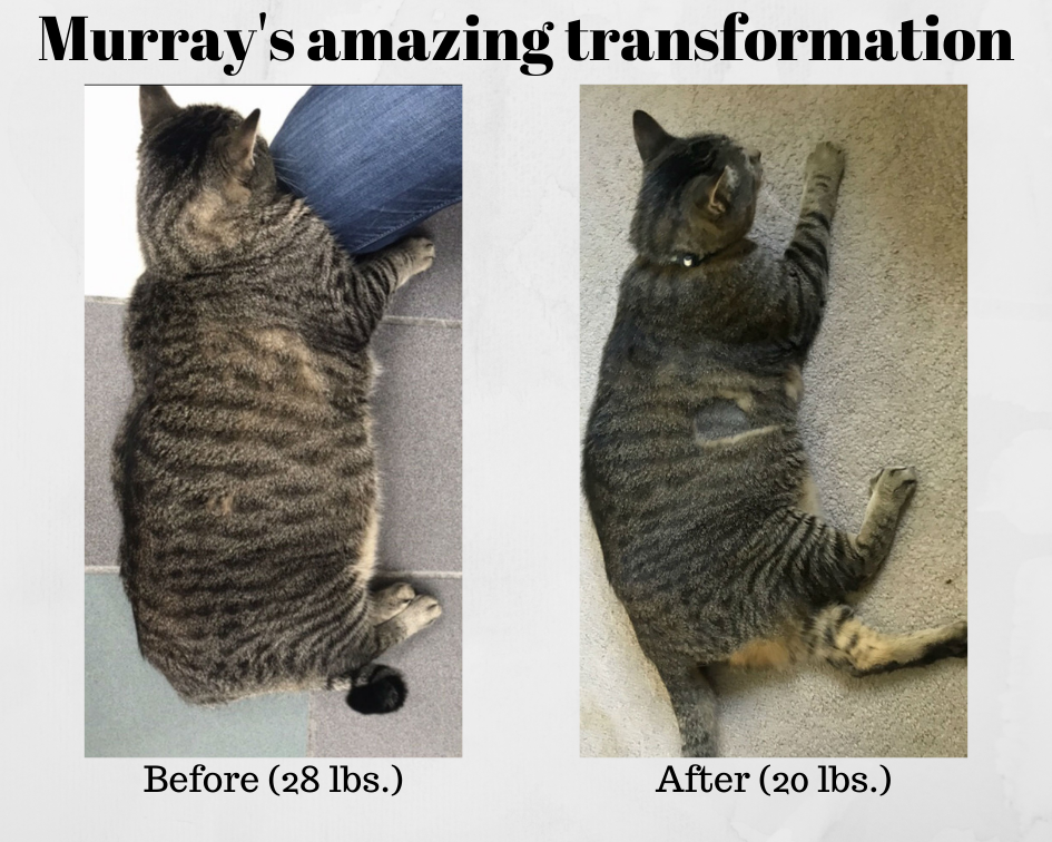 Murray before after