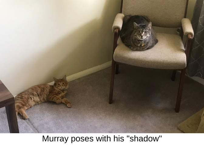 Murray poses with his shadow 