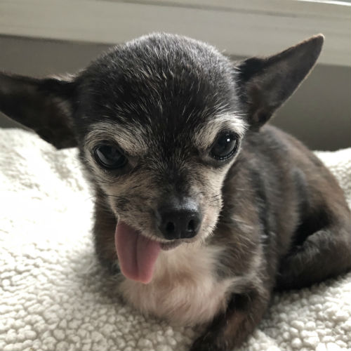 From unable to walk to running around winning hearts: Yodi the Chihuahua’s amazing recovery