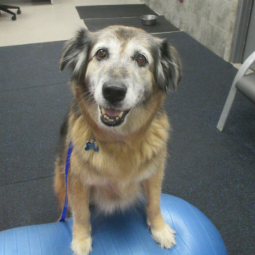 CHFA's veterinary rehabilitation gives senior dogs a new "leash" on life