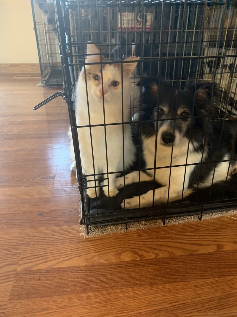 Buffalo dip and dublin crate pals