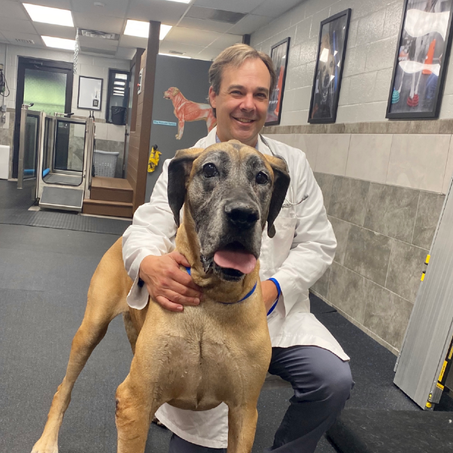 dr paplawsky great dane