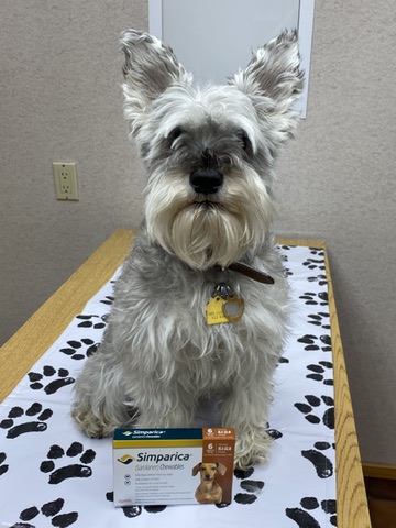 tick medication dog grand rapids veterinary clinic