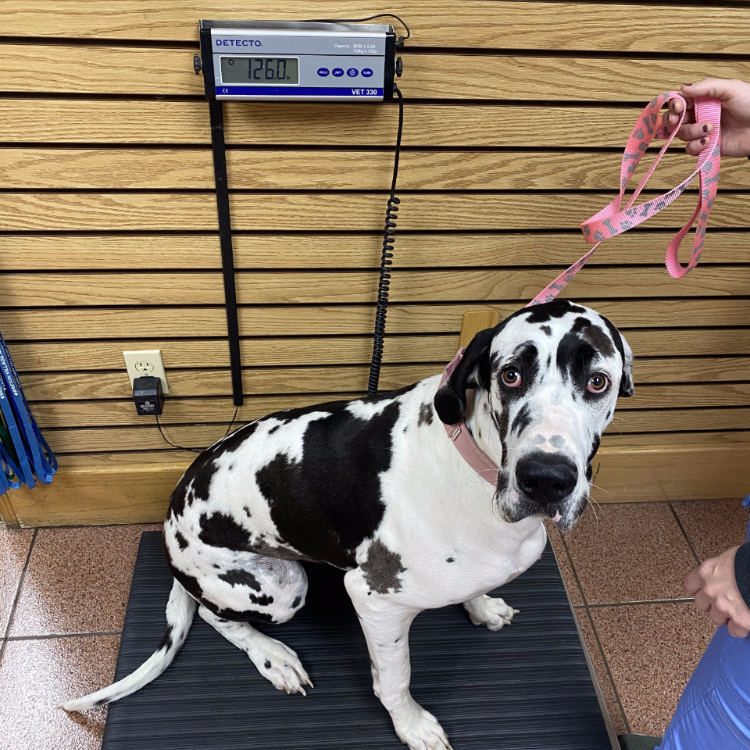 harlie gastropexy bloat great dane