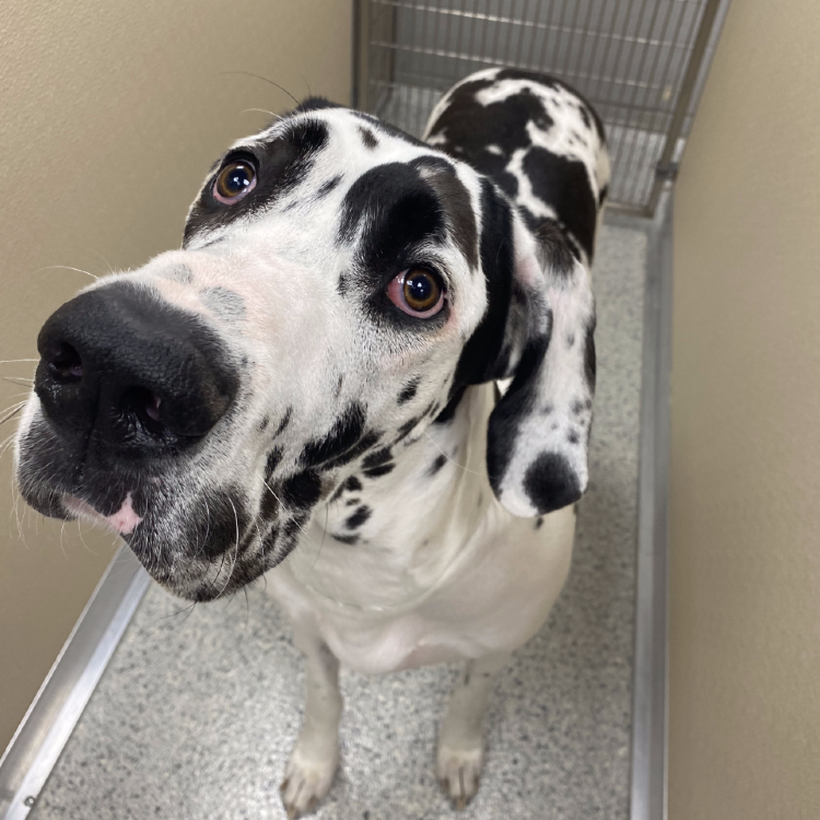 For one CHFA family, Great Danes are well worth a little extra care