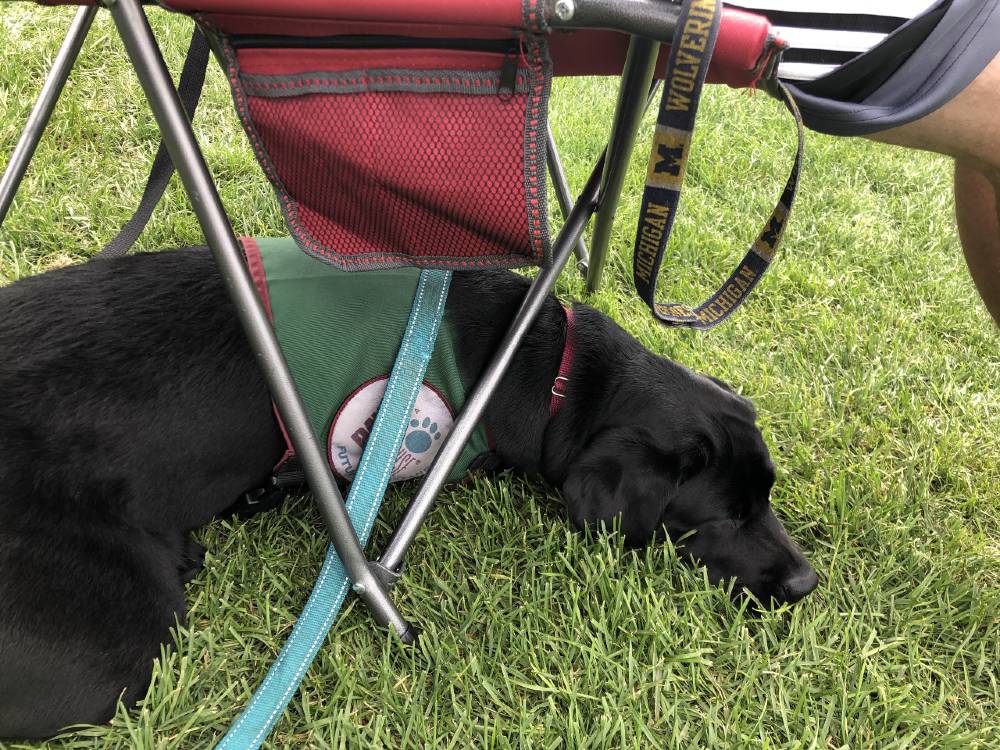 assistance dog in training under baseball game