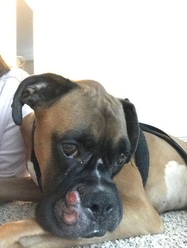 boxer dog with down syndrome