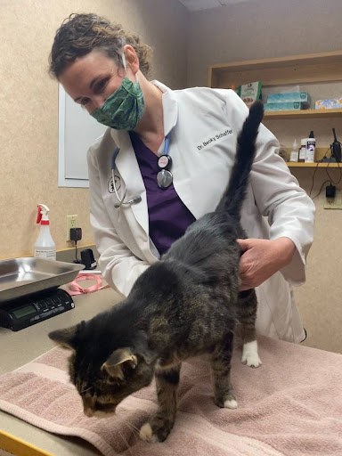Dr. Schaffer, Assistant Medical Director for CHFA and BVAC, examines a cat