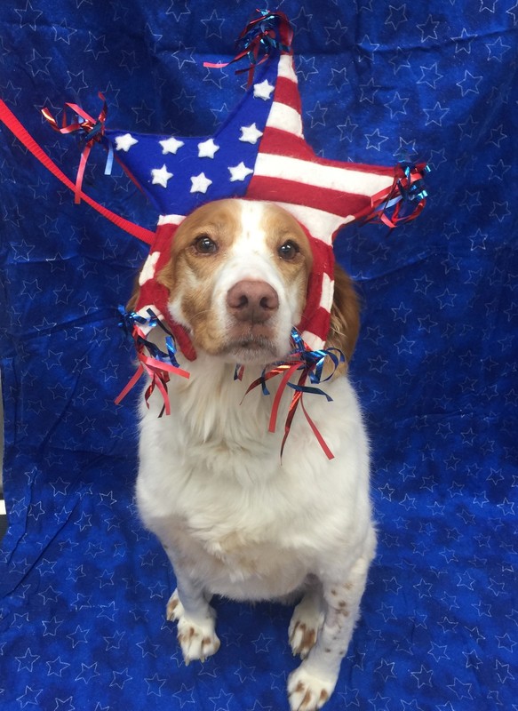 Fourth of July fireworks can cause panic in dogs