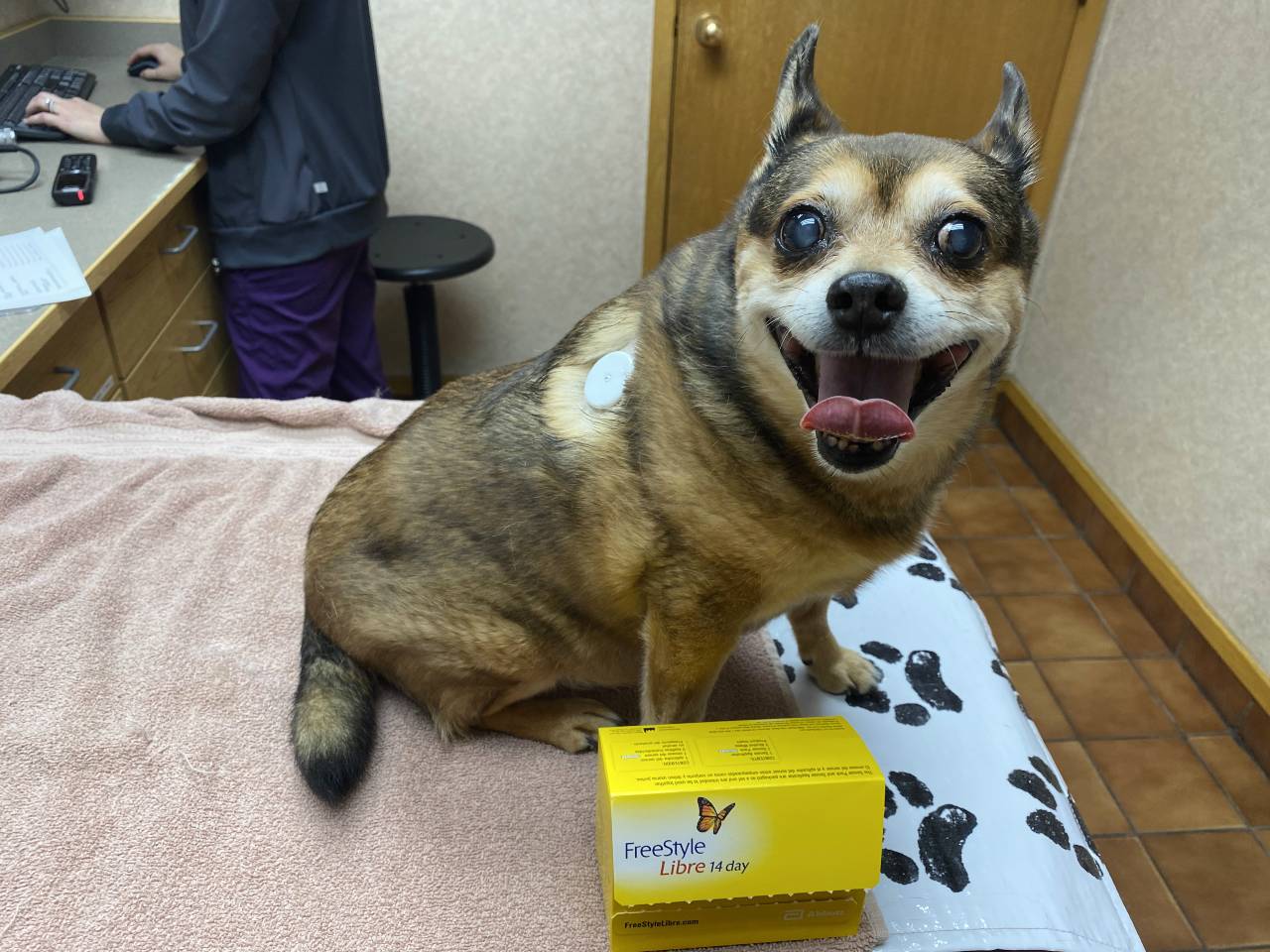 Diabetic dog Cinnamon shows off his sensor while posing with his FreeStyle Libre box.