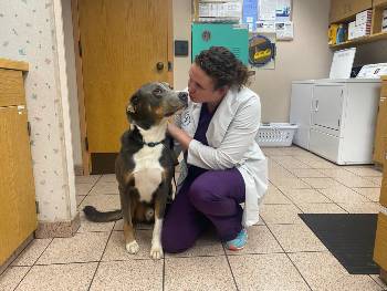 dr schaffer heat issues dogs kiss