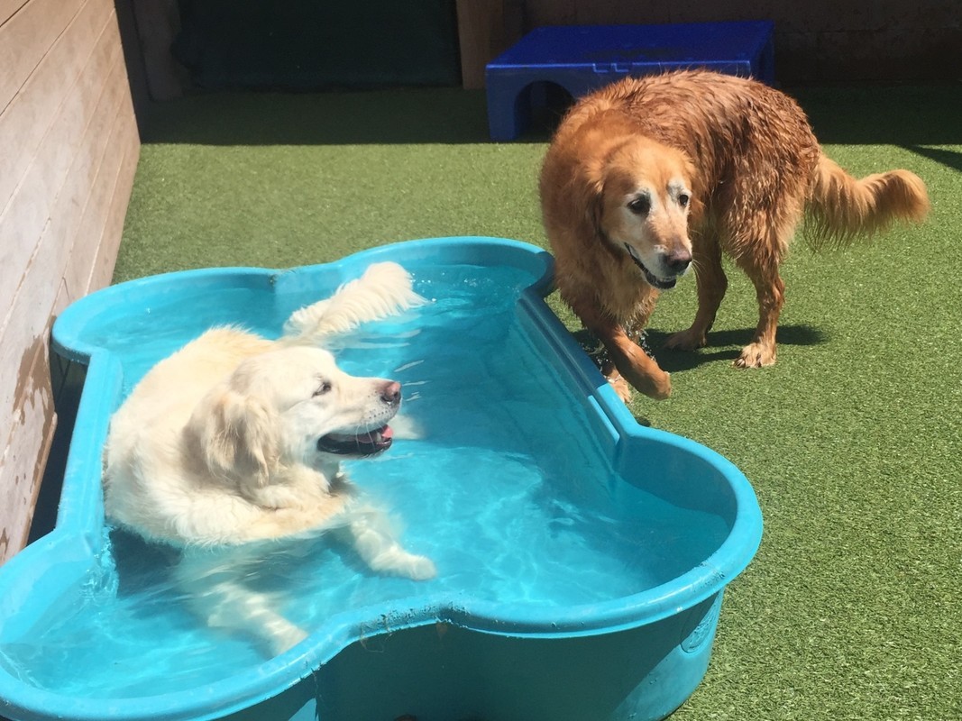 swimming pool dogs heat issues