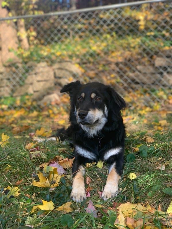 Sadie, a missing dog, was found with the help of Grand Rapids vet CHFA