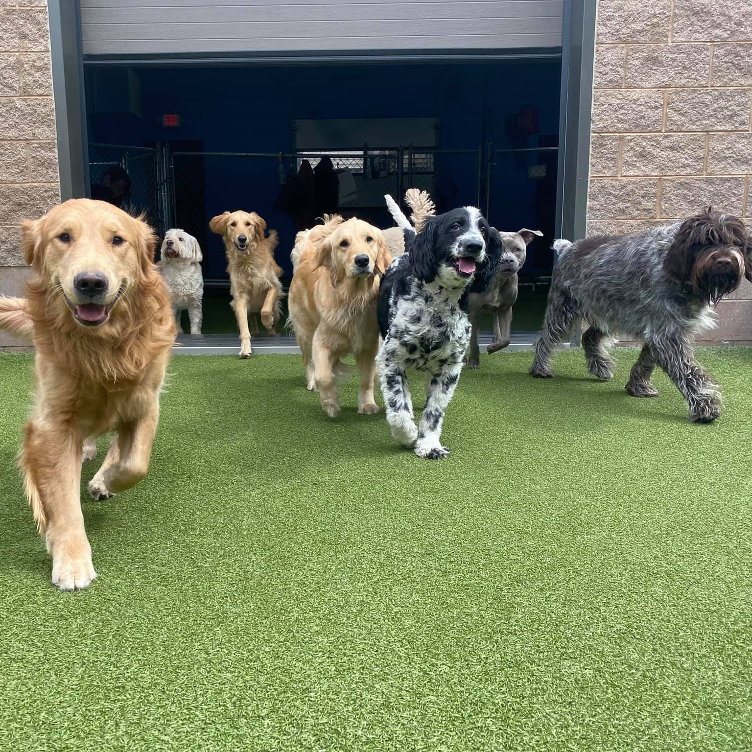 Crate Escape Doggie Daycare Motto: Biscuits, Balls, and Bellyrubs
