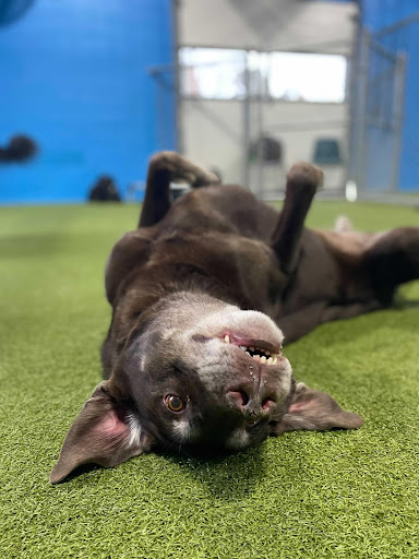 dog daycare grand rapids smile