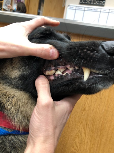 pet dental health teeth close up