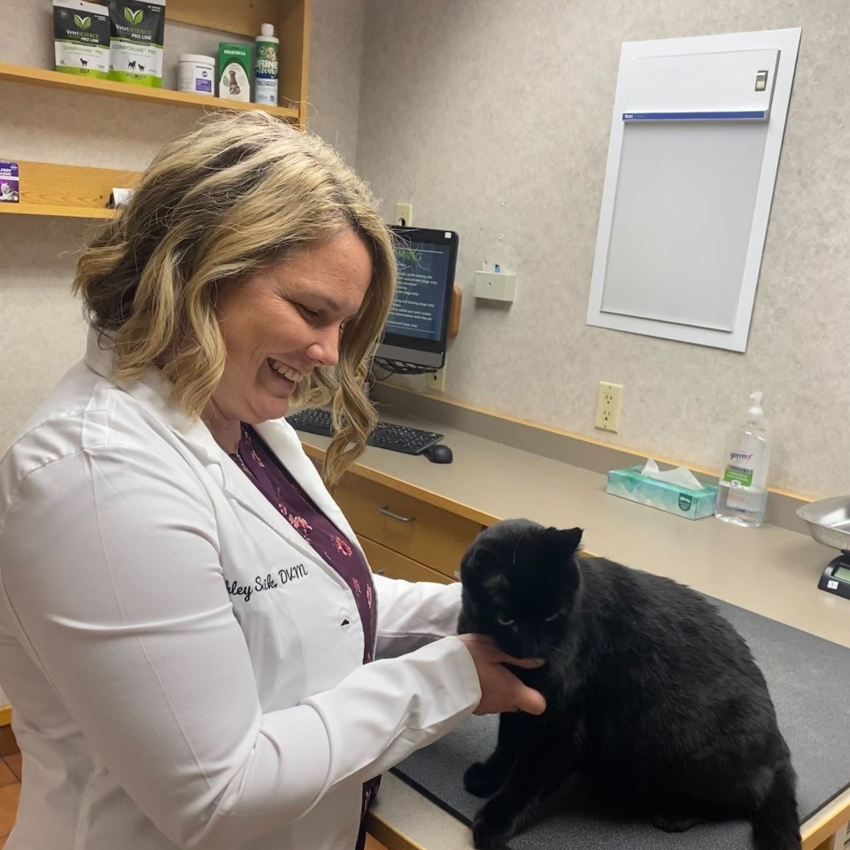 Dr. Solnik examines a cat in a veterinary exam room.