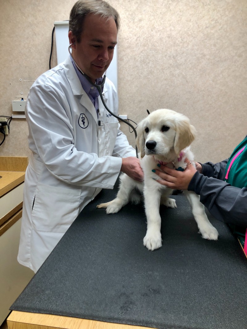 puppy checklist grand rapids vet2