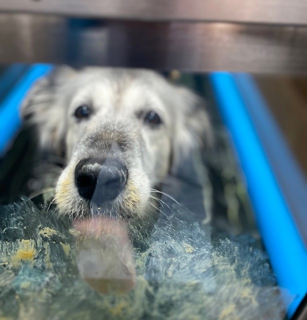 lucy in veterinary rehab