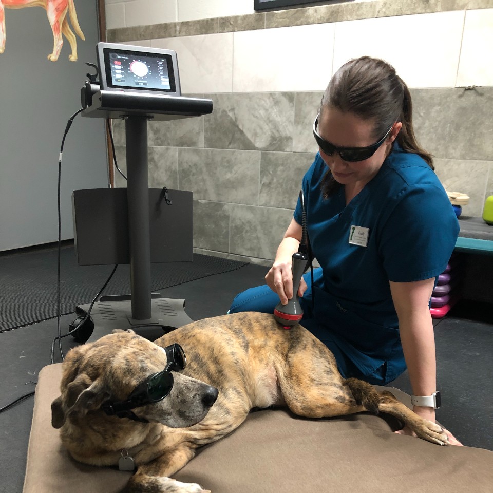 Laser therapy in veterinary rehab