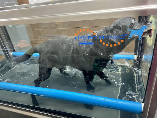 water treadmill veterinary rehab