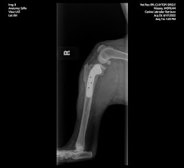 morgan tplo xray