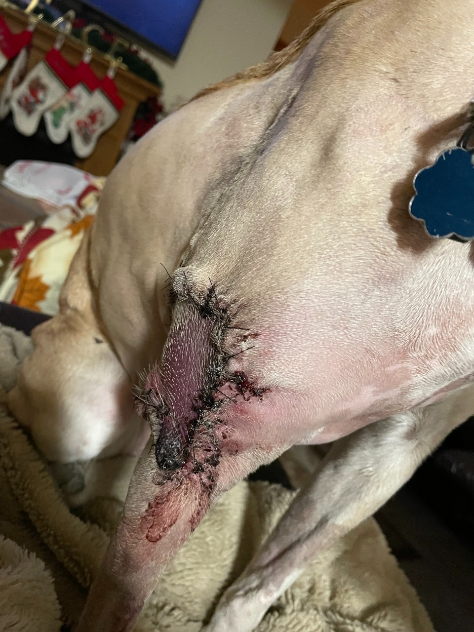 tila wound healing grand rapids vet