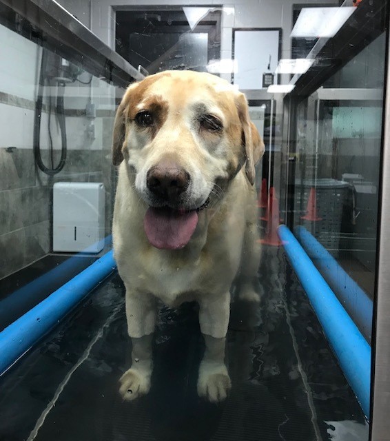 lola treadmill veterinary rehab