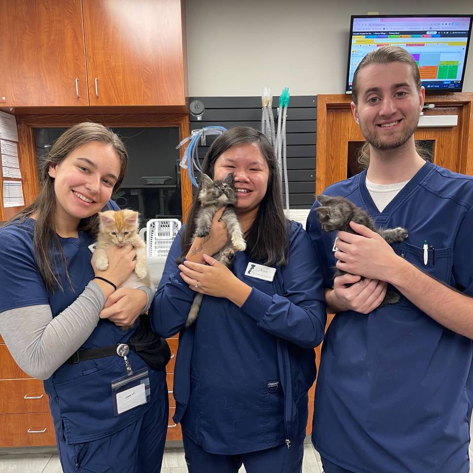 Our entire staff is devoted to maintaining kitten health from the start.