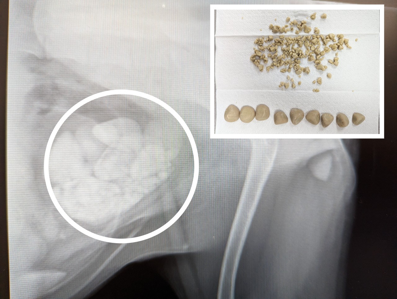 Bladder stones in pets what to watch for and how we treat them