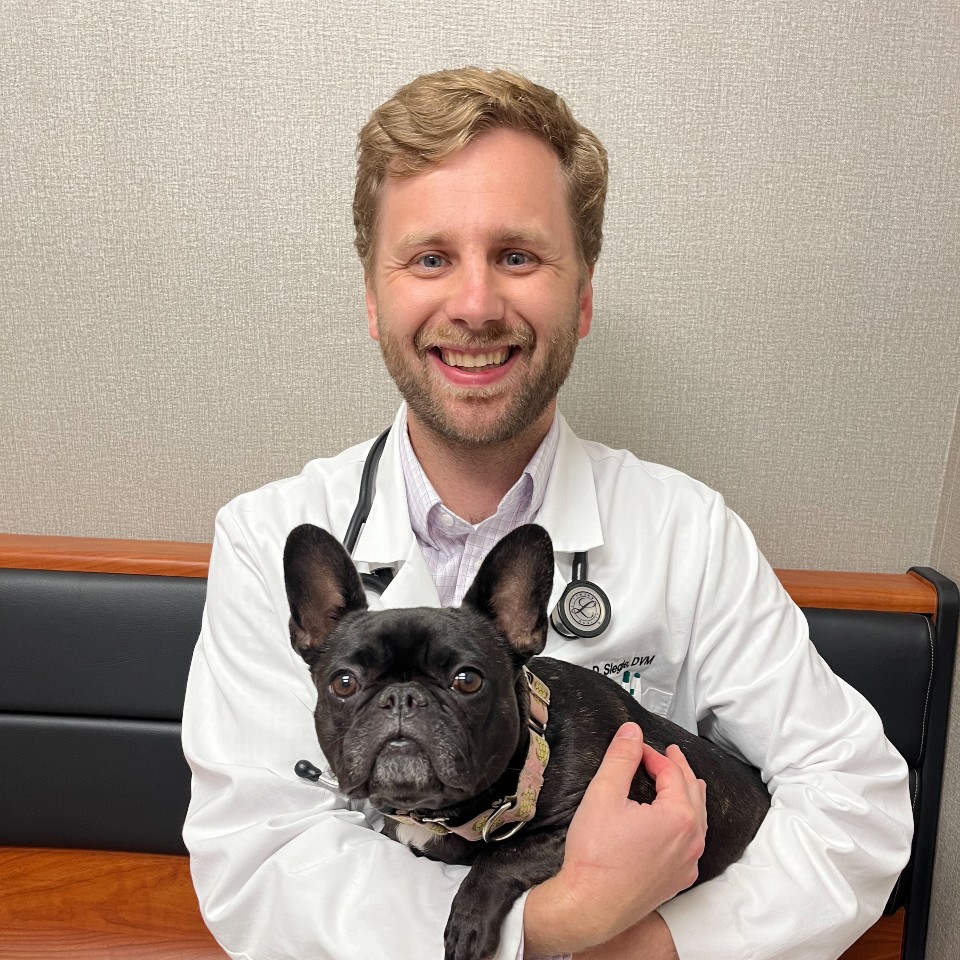 Dr. Siegle holds Mia, a French Bulldog who had a nares resection to treat her BOAS.