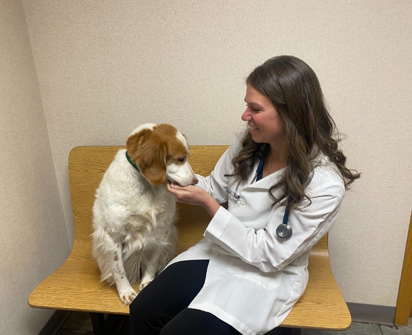 veterinarian grand rapids dr julie wesselink