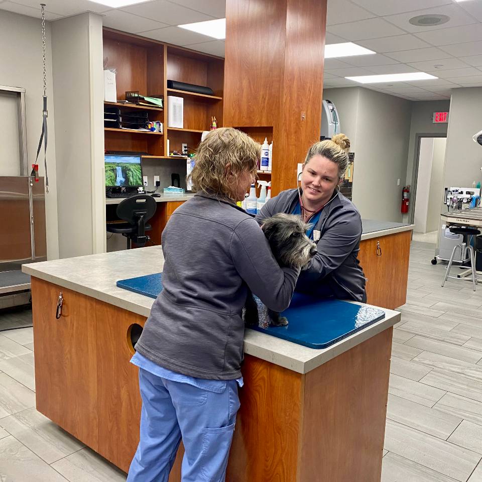 Dr. Solnik examines Stu in the prep and treatment area with the assistance of RVN Jamie.