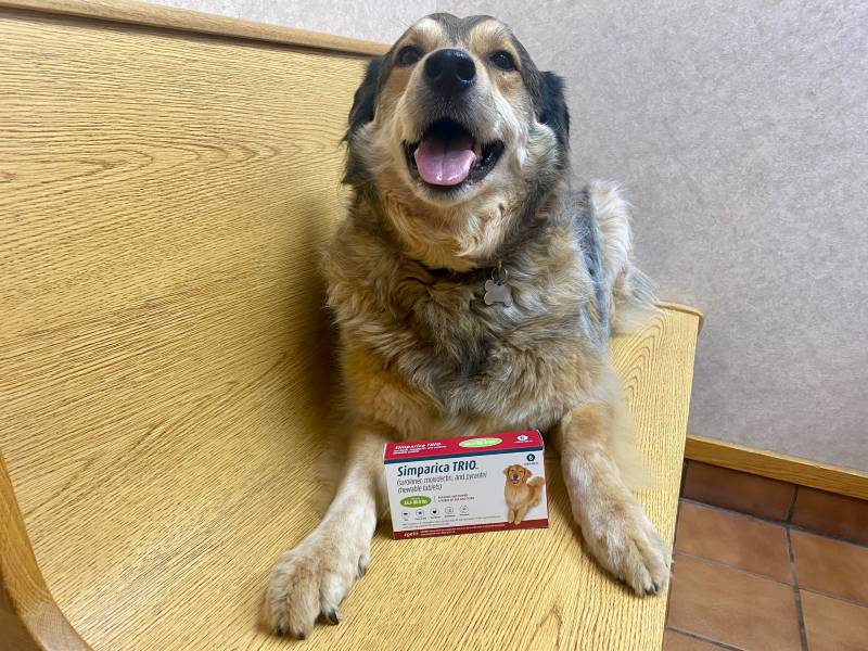A dog poses with a box of all-in-one heartworm, flea, and tick treatment Simparica Trio