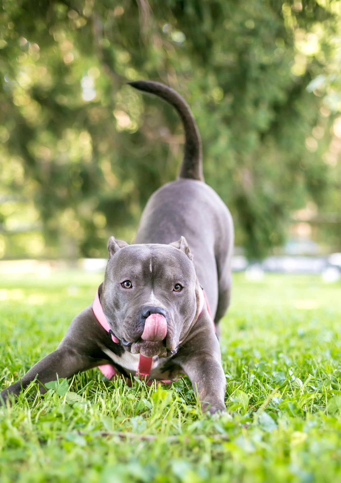 Grey dog outside