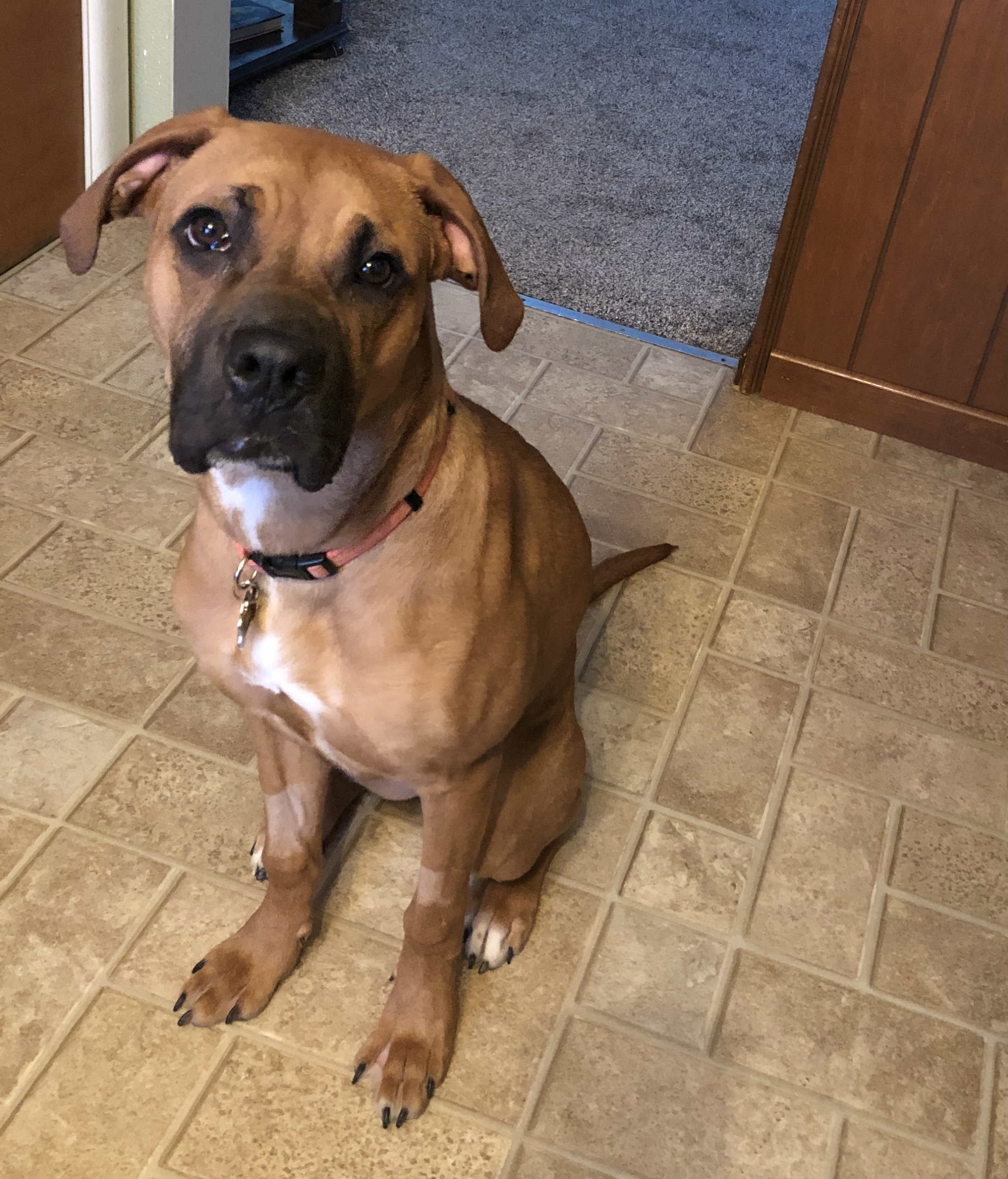 A healthy Annie, a boxer mix, a few weeks after successful surgery to remove a pacifier