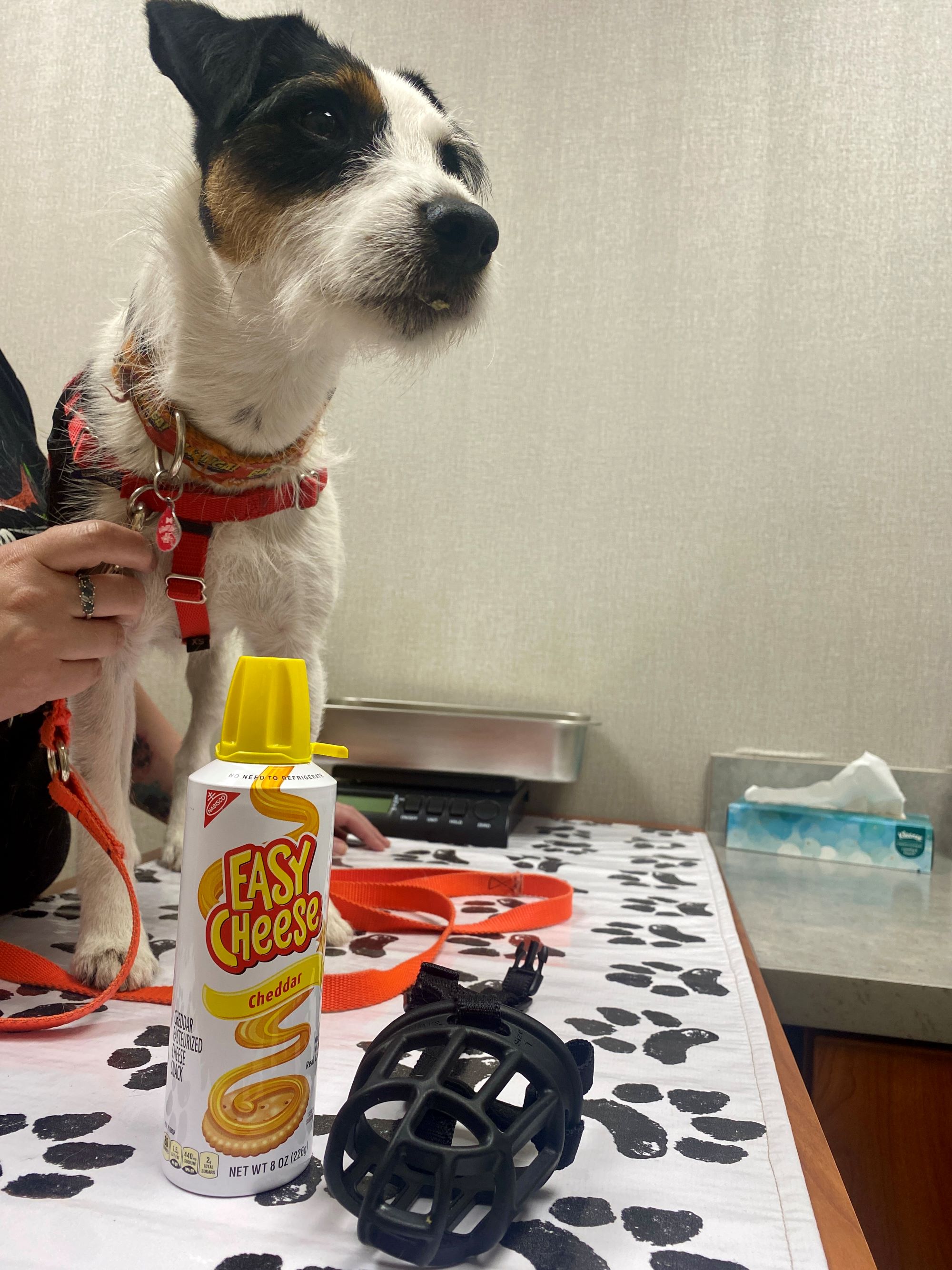 Anxiety Dog at the Vet 3