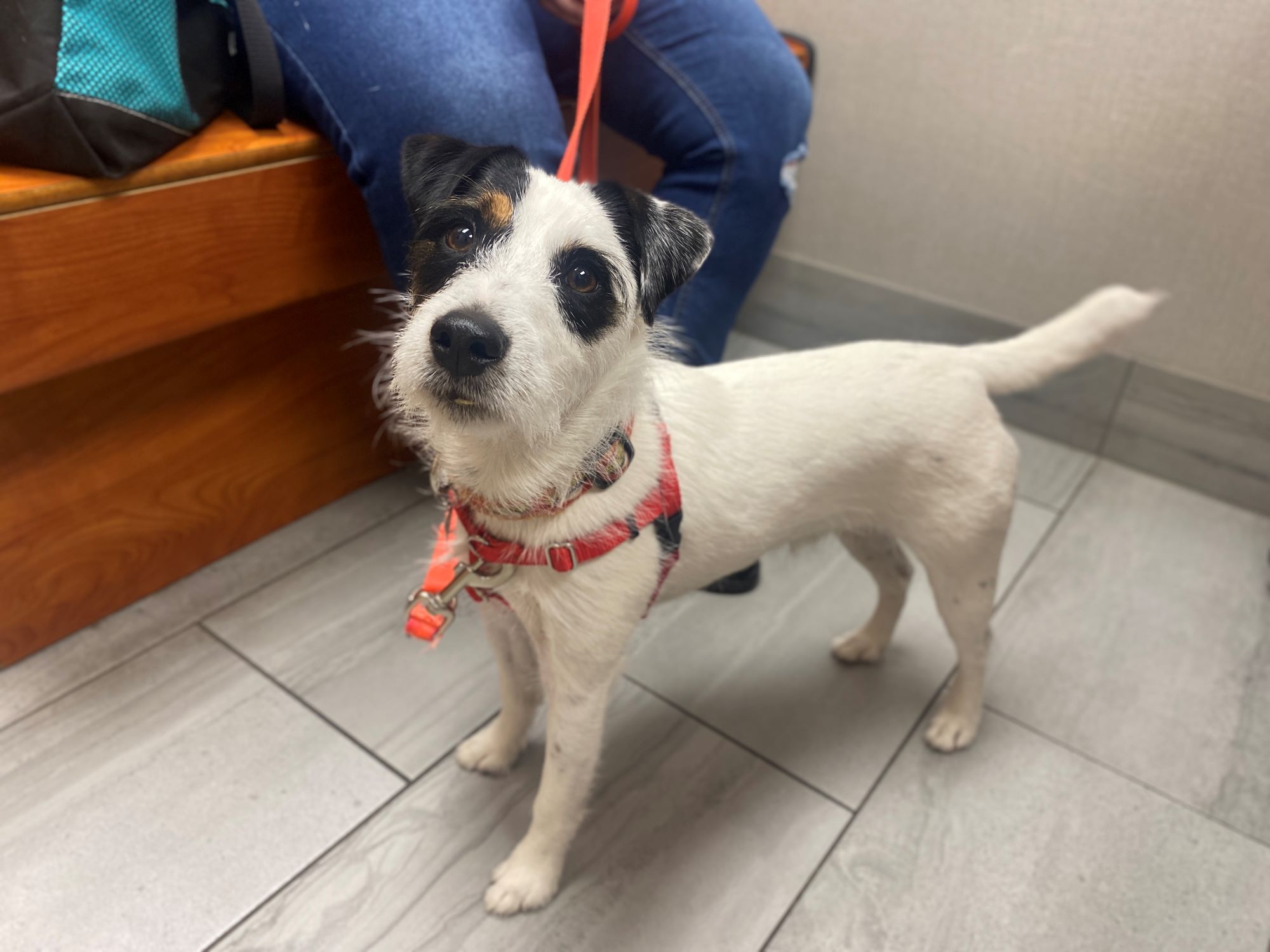 Anxiety Dog at the Vet 4